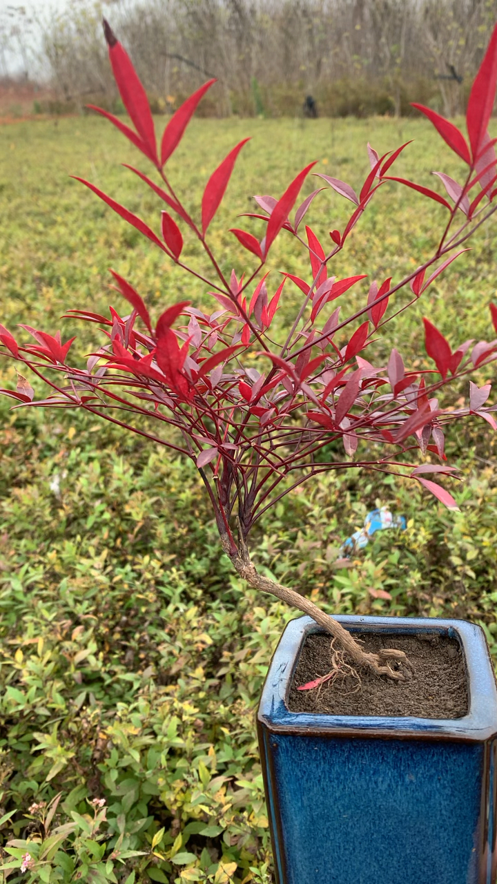 誠信苗木#紅天竹又稱南天竹它適合南北方綠化種植的觀葉植物,葉片