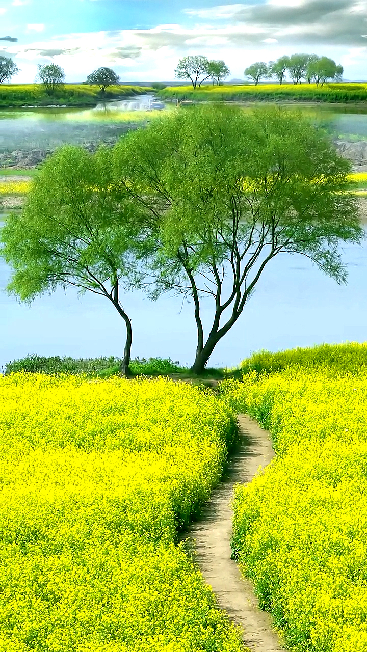最美的风景有一种很平凡的花叫油菜花它的花语是你想要的都会有满身