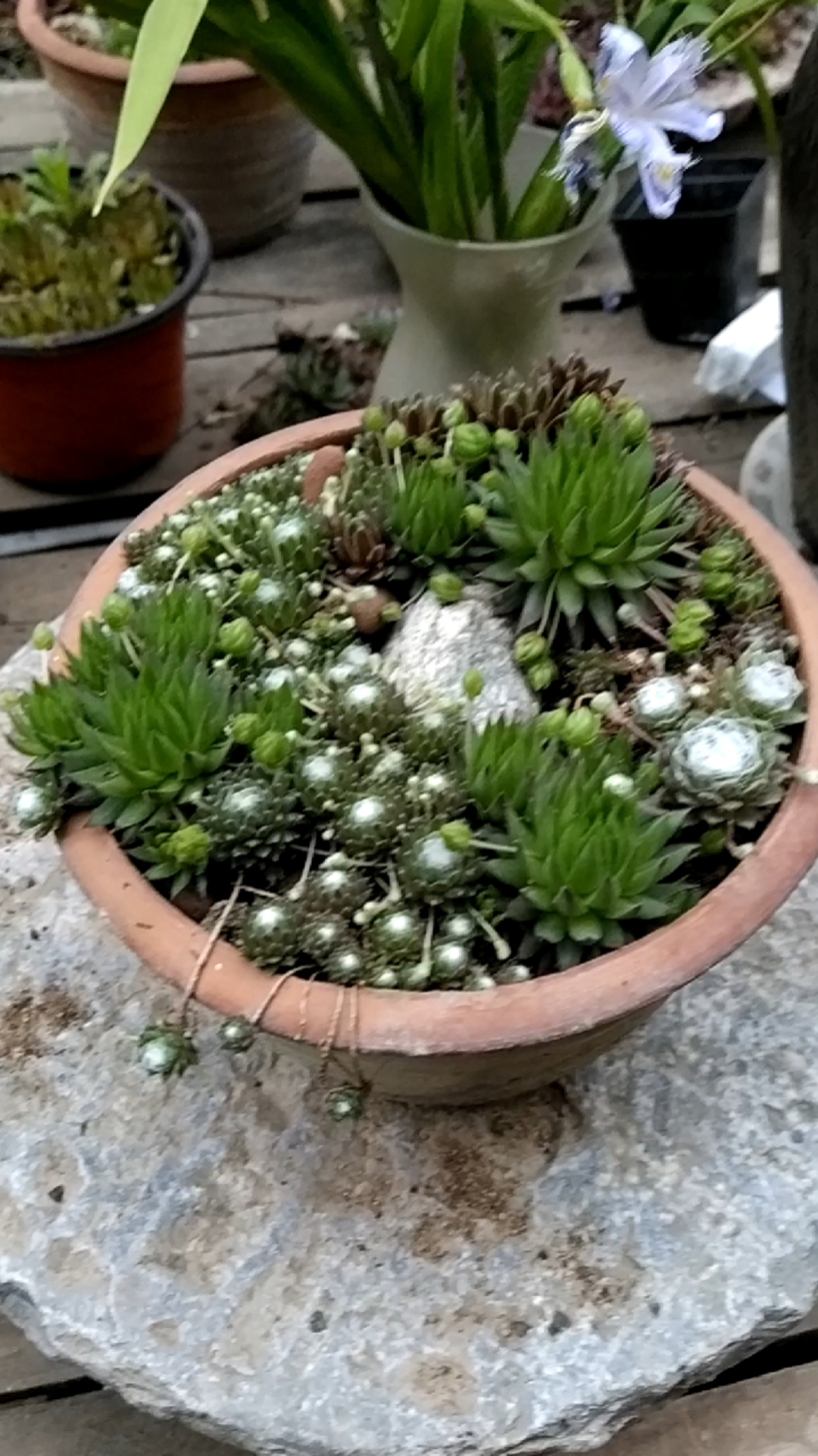 花园小盆景长生草