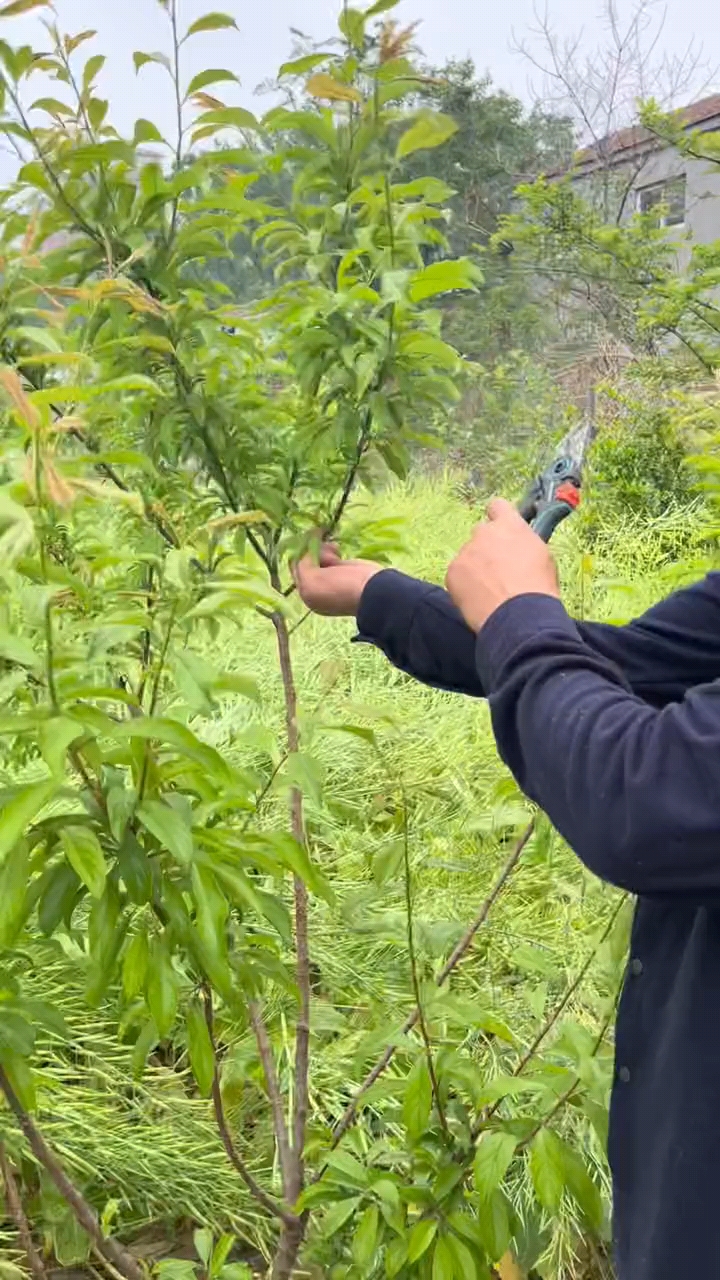二年的李子树必须要这样修剪和管理-度小视