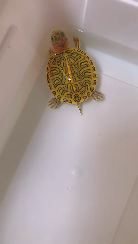 蜡笔变异巴西龟苗!这种比金钱龟还要高端!你们有见过吗?-度小视