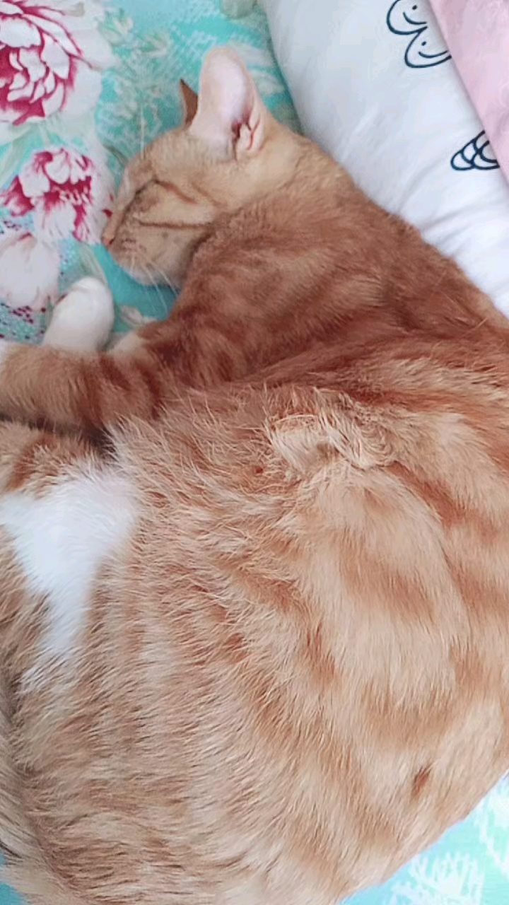 神颜福利社#橘猫大肚子快生了