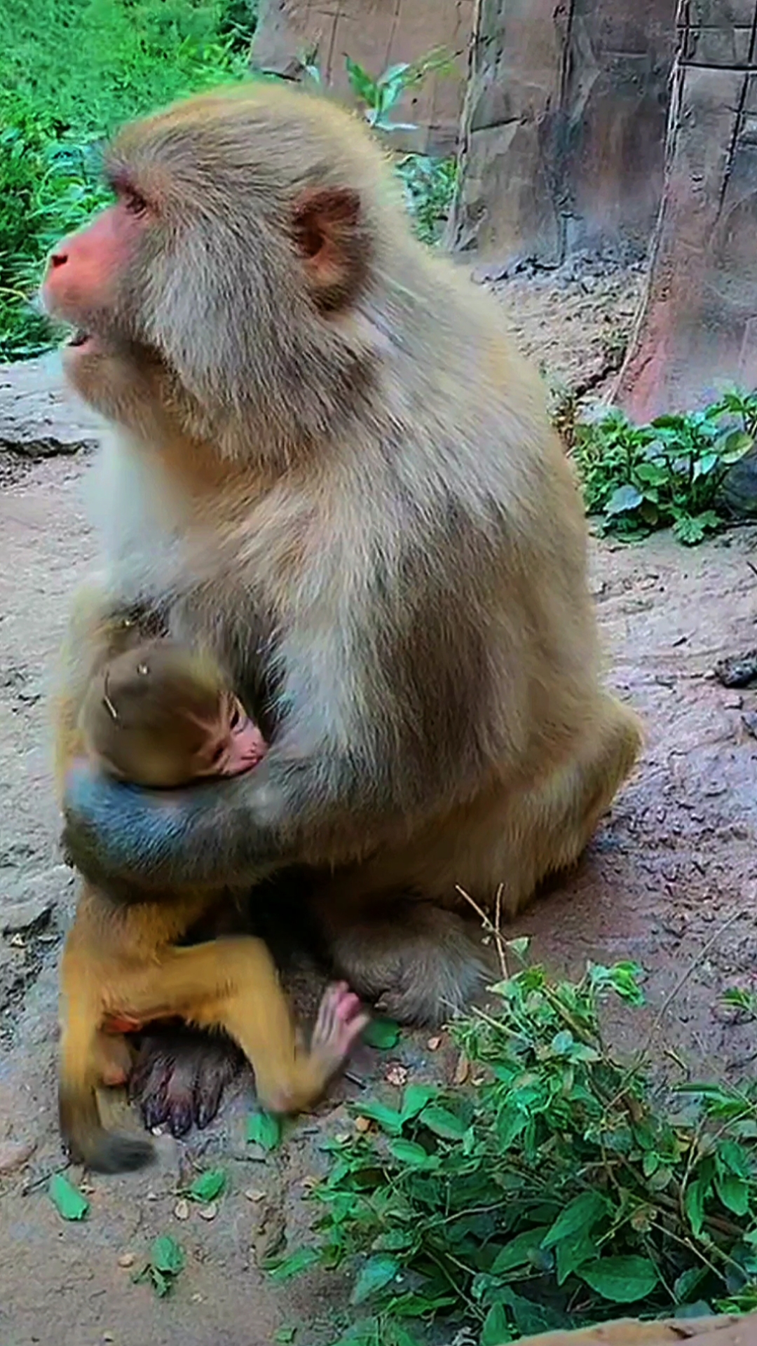 保护野生动物 猴妈与猴宝宝