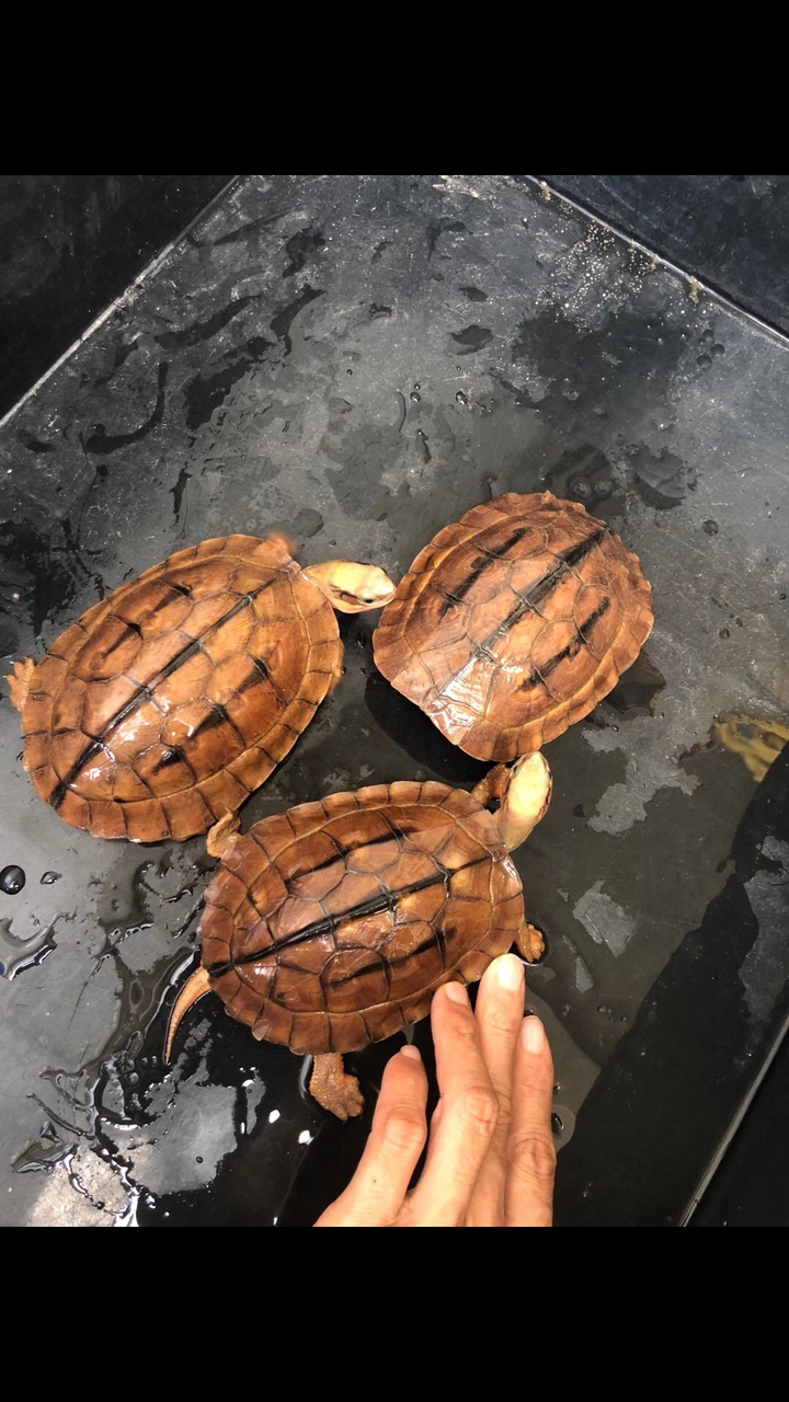顶级金钱龟越南大米碌,超靓米底,欢迎全国龟友交流与探讨(致富名龟