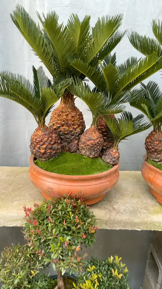 多头铁树,寓意吉祥如意,多子多福,镇宅辟邪!-度小视