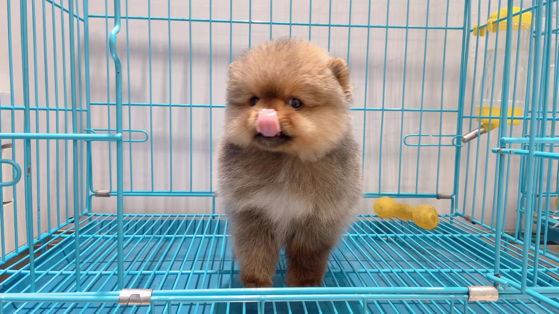 [gf]1f380[/gf]红棕色博美宝宝