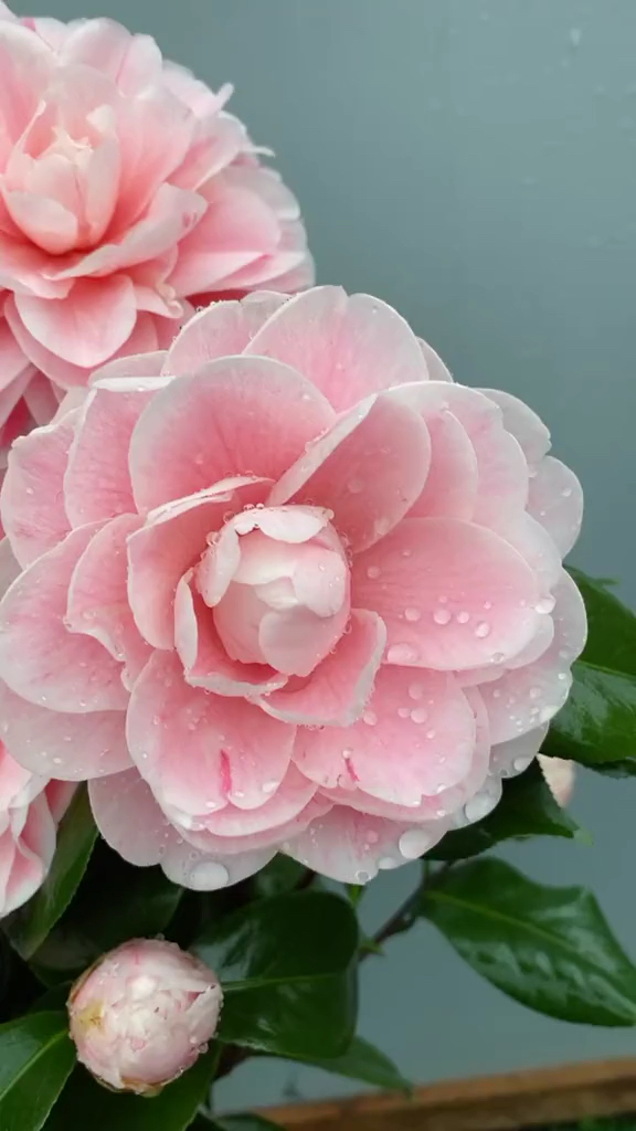 粉色乔伊茶花开品鉴赏!