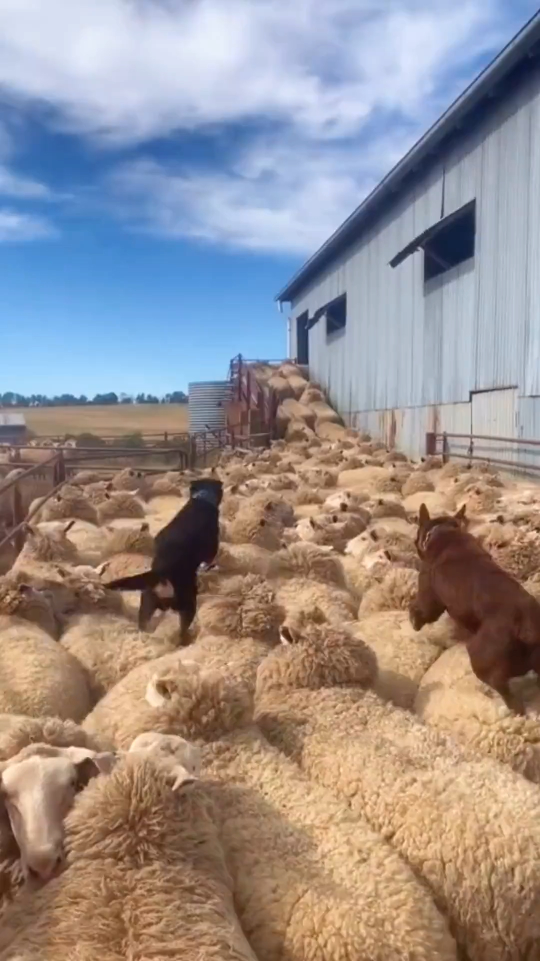 家有萌宠问君能有几多愁恰似羊腚卡狗头
