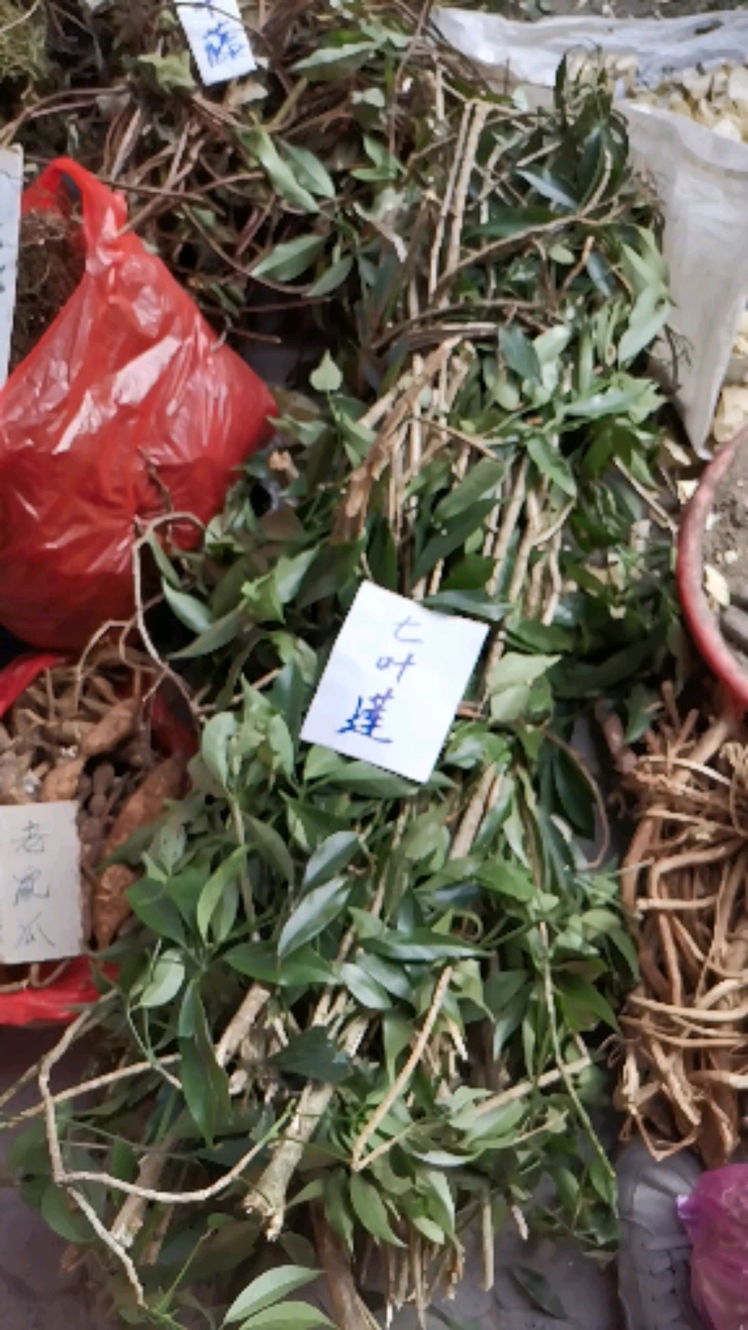 认识中草药#这是七叶莲,不是鸭掌木,也不是鹅掌柴,更不是八月瓜