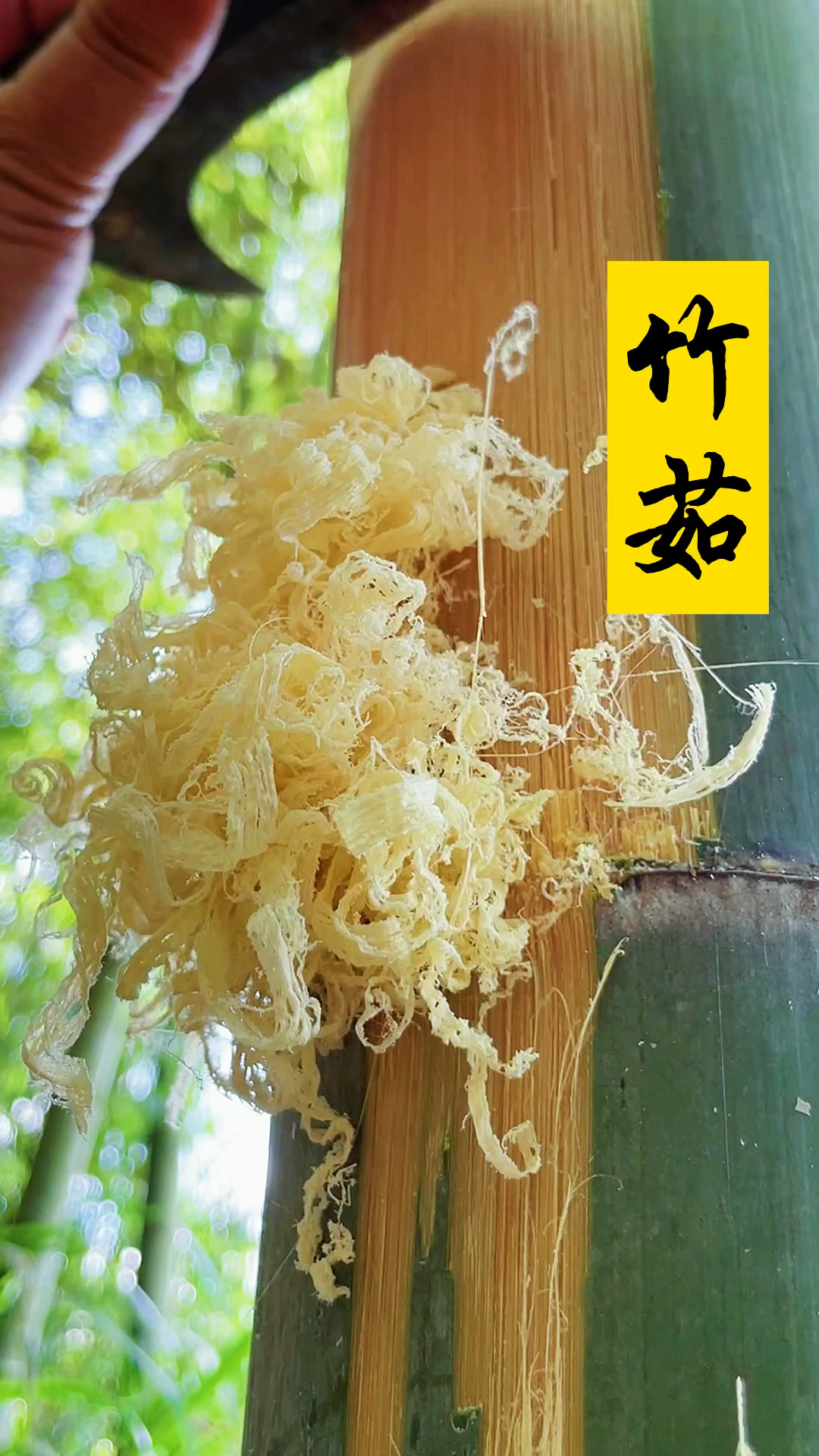 记录生活#竹子身上有一宝,叫竹茹,你们认识吗