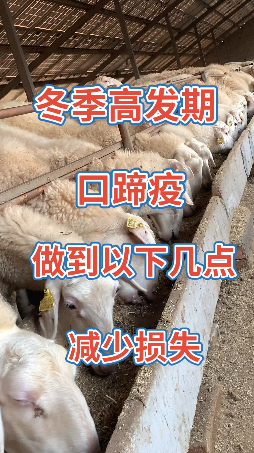 冬季高发期羊口蹄疫,做到以下几点减少损失