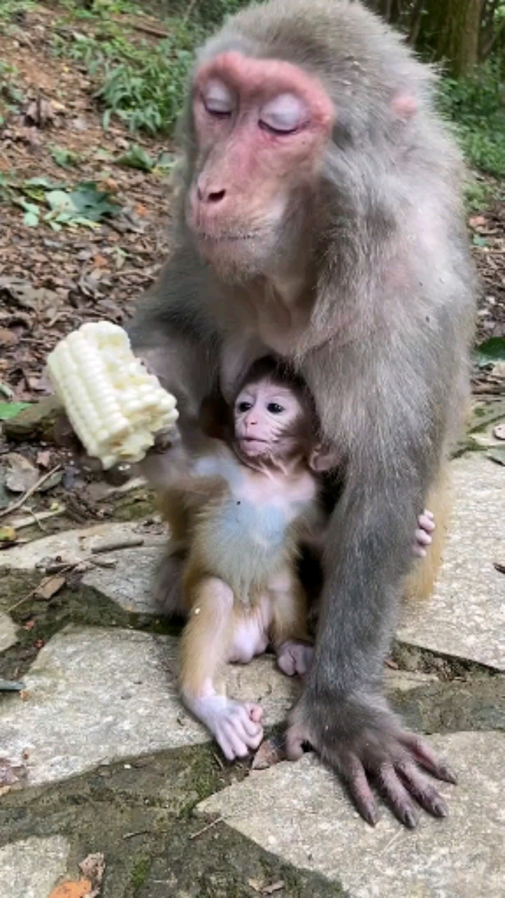 搞笑猴子世间万物只有吃不用教的