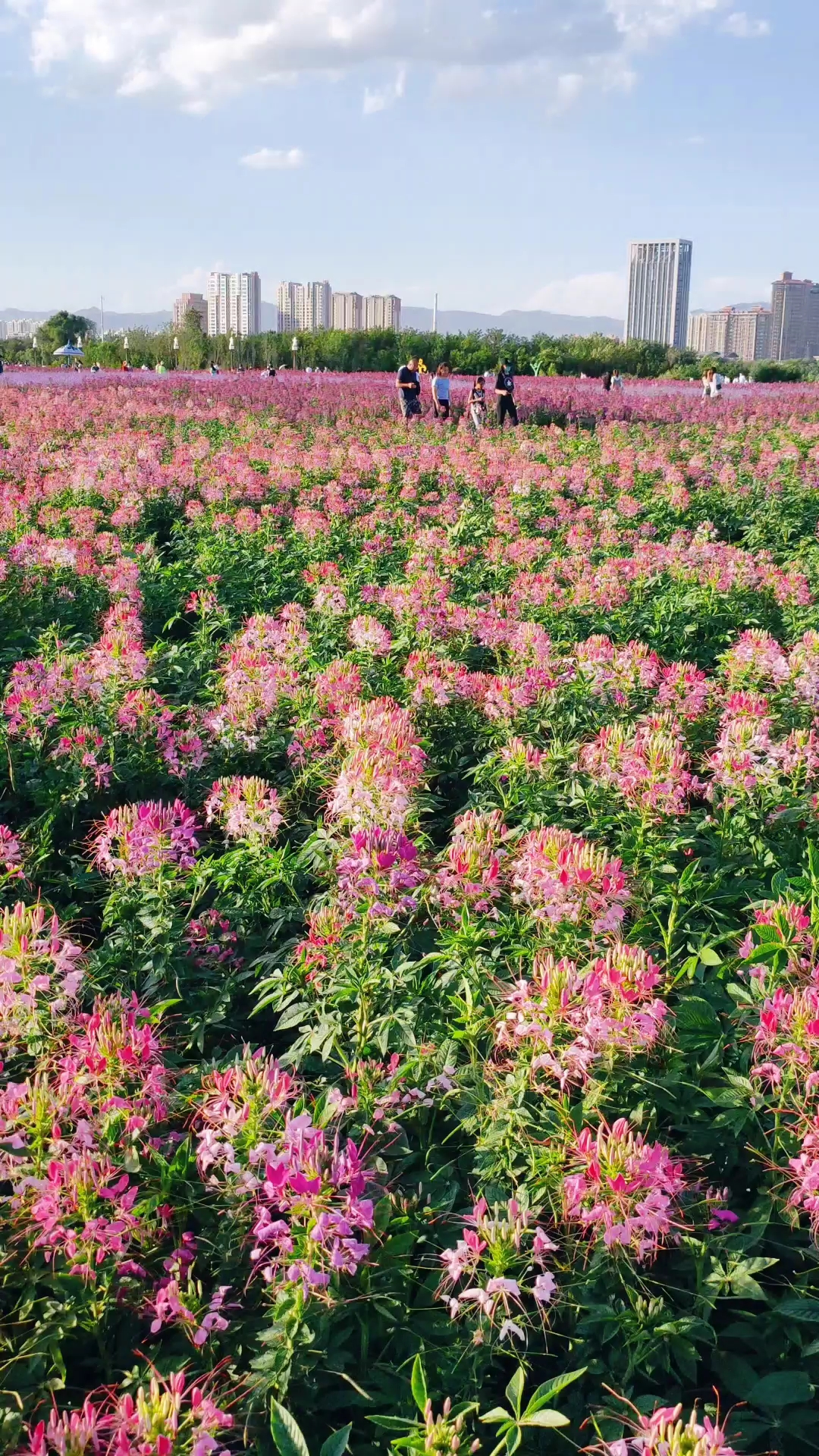 包头赛汗塔拉城中草原花海