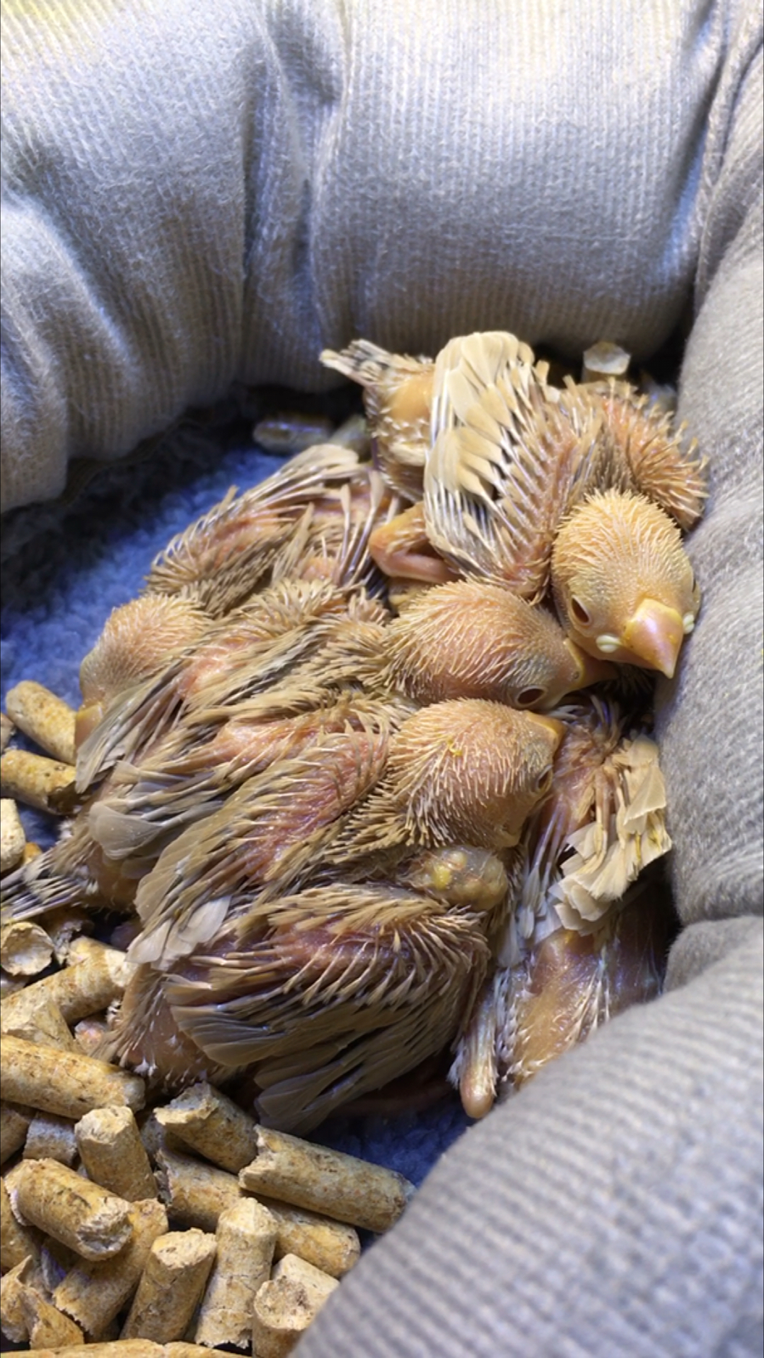 人工手养驼文鸟奶茶文鸟长大了亲人粘人