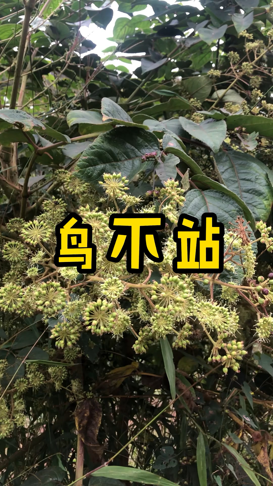 鸟不占蜜源植物有哪些特征