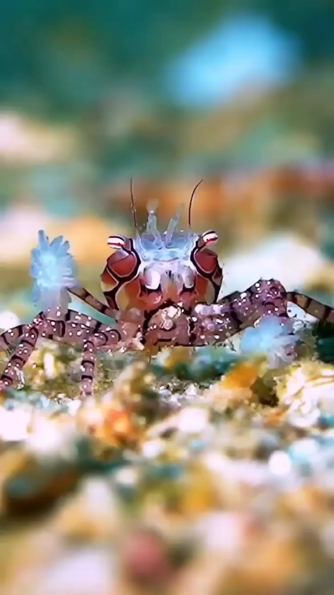 摄影师在海底拍到了一只和他招手的小螃蟹0215-度小视