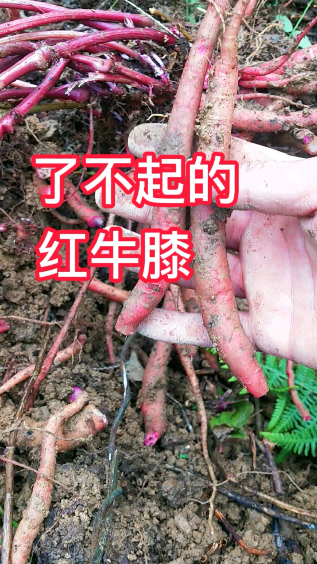 红牛膝的作用图片