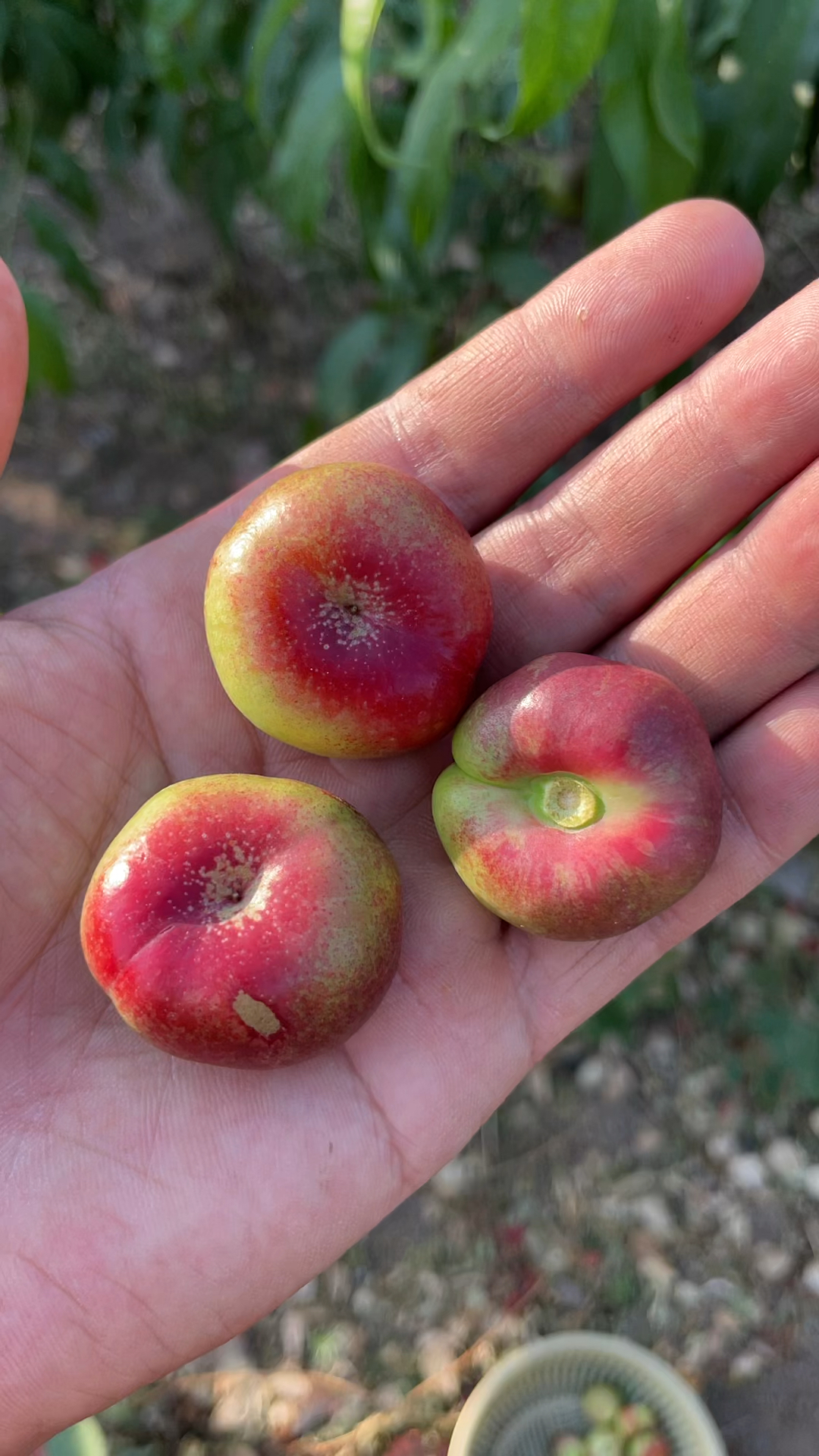 成熟最早的纽扣油蟠桃阳历5月成熟不用疏果平均80到120克属于袖珍果形