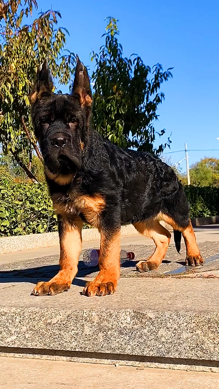 刚毅的小眼神,我都不敢惹你了#德牧#纯种德牧#德牧幼犬#德国牧羊犬