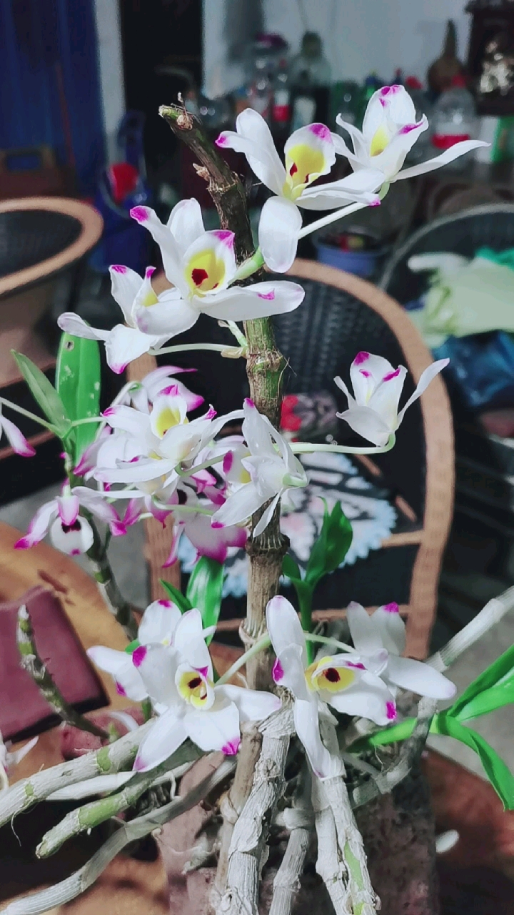 石斛记#大苞鞘石斛,在生命的最后,绽放出最美丽的花