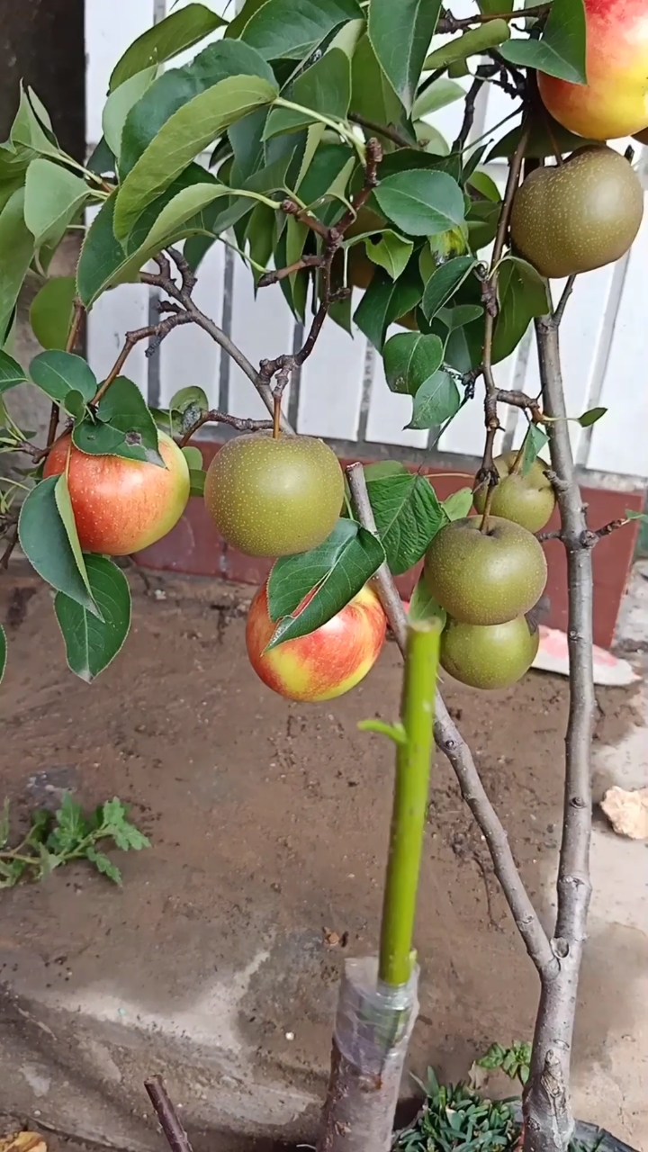 嫁接技术#一颗树上接苹果和梨,太稀奇了-度小视