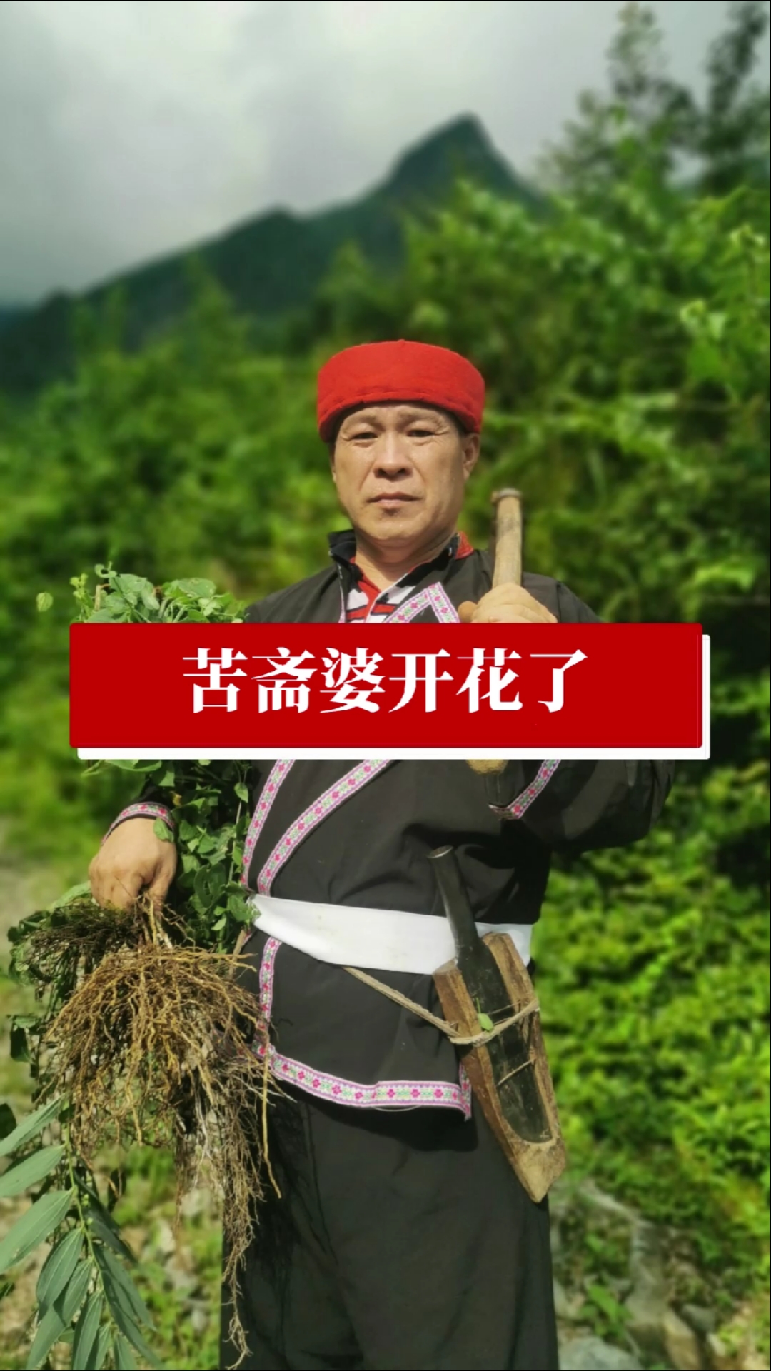 苦斋婆开花了你们见过它的花吗