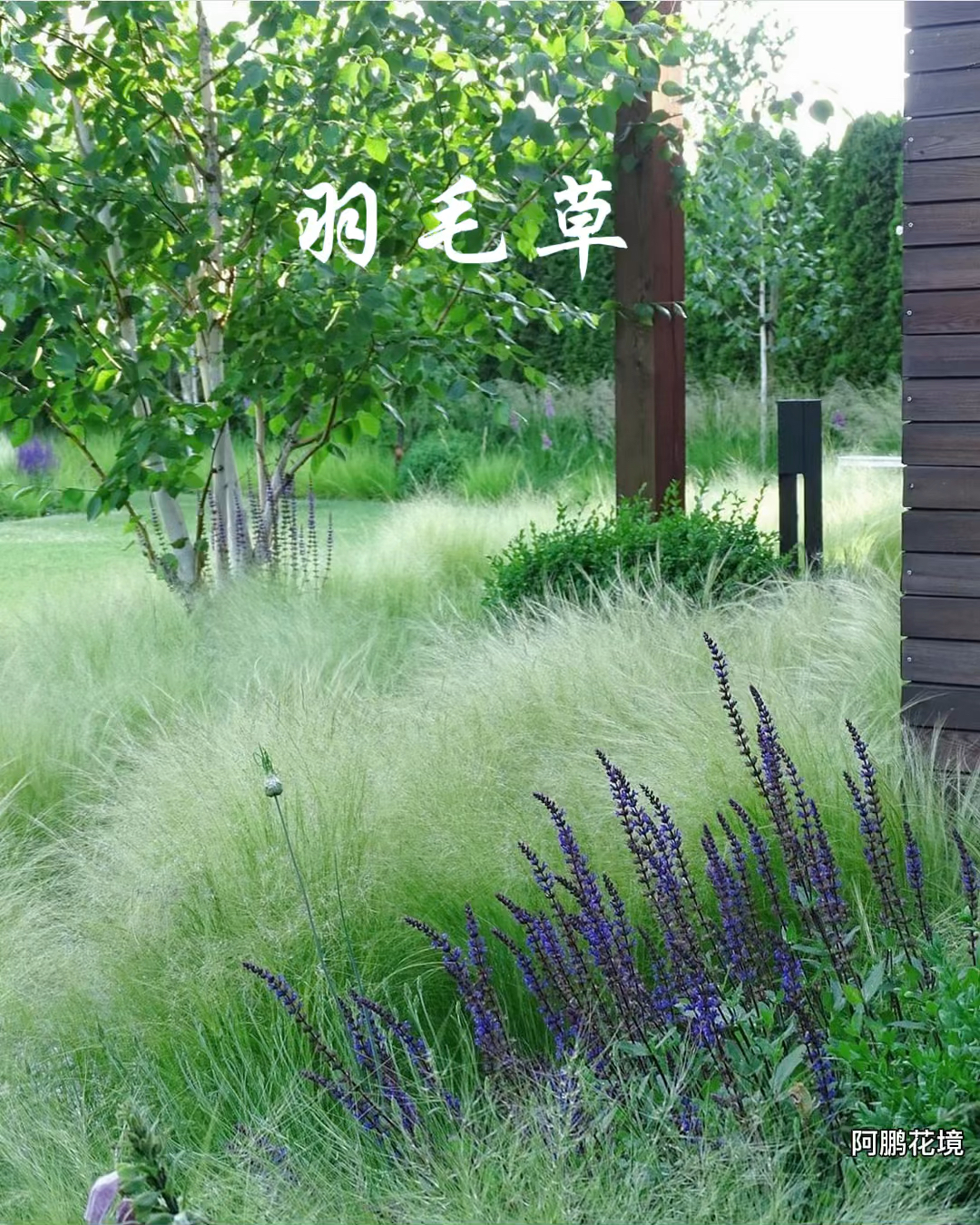 花境天使秀发墨西哥羽毛草