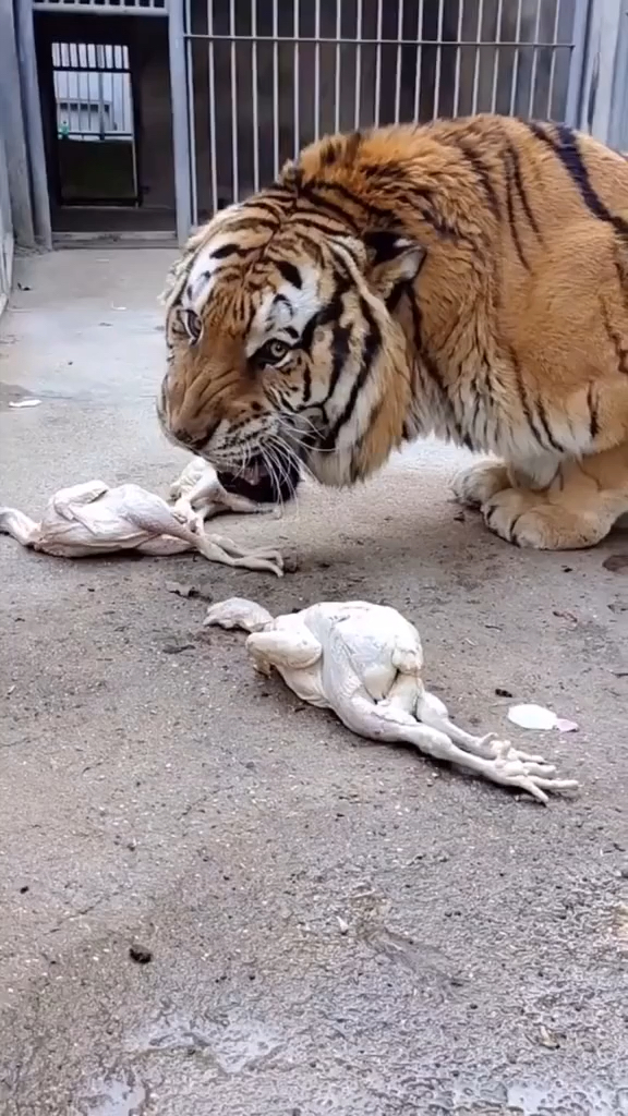 老虎大猫护食自己吃饱还占着