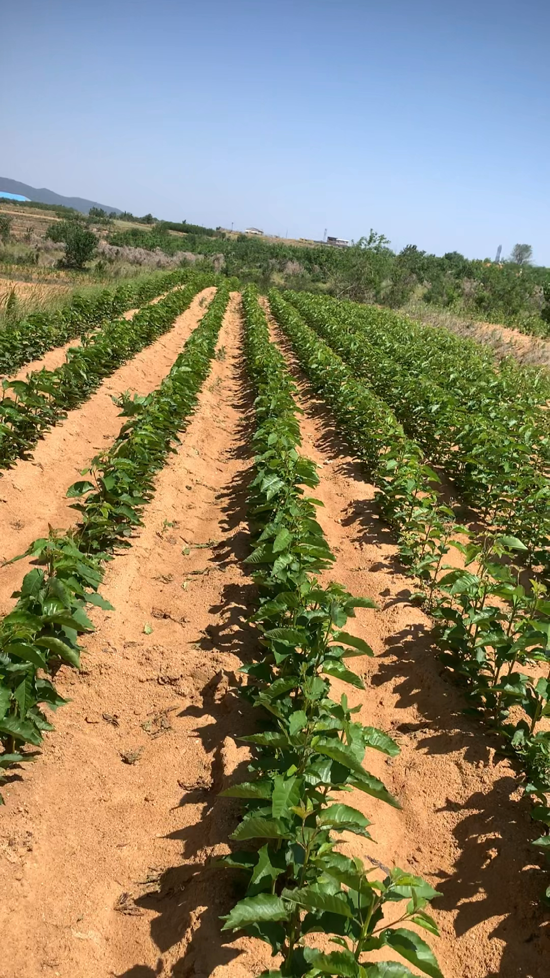 红南阳大樱桃苗晚熟优质黄品种口感脆甜单果重可达15克