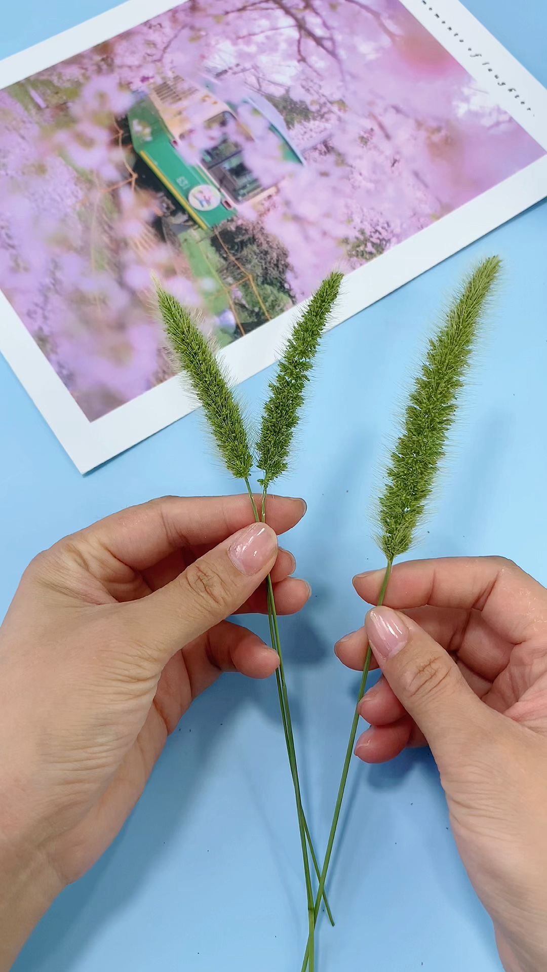 手工制作小时候的用狗尾巴草做的小兔子你玩过吗