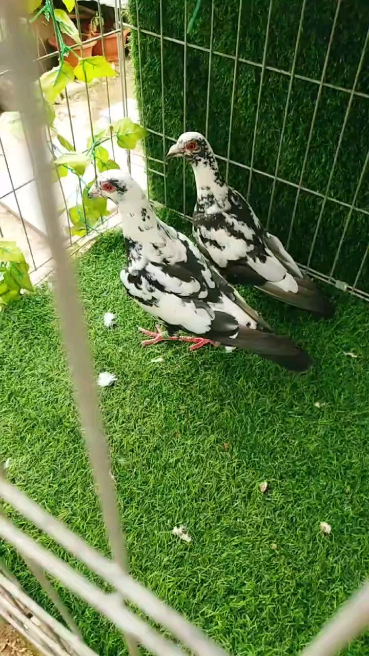 鸽魔#漂亮的黑白花慕利门种鸽.