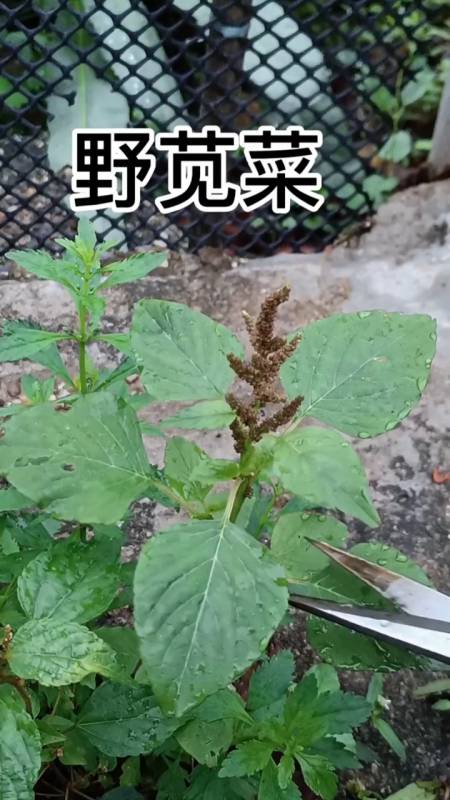 野苋菜,你认识吗?%植物%草药