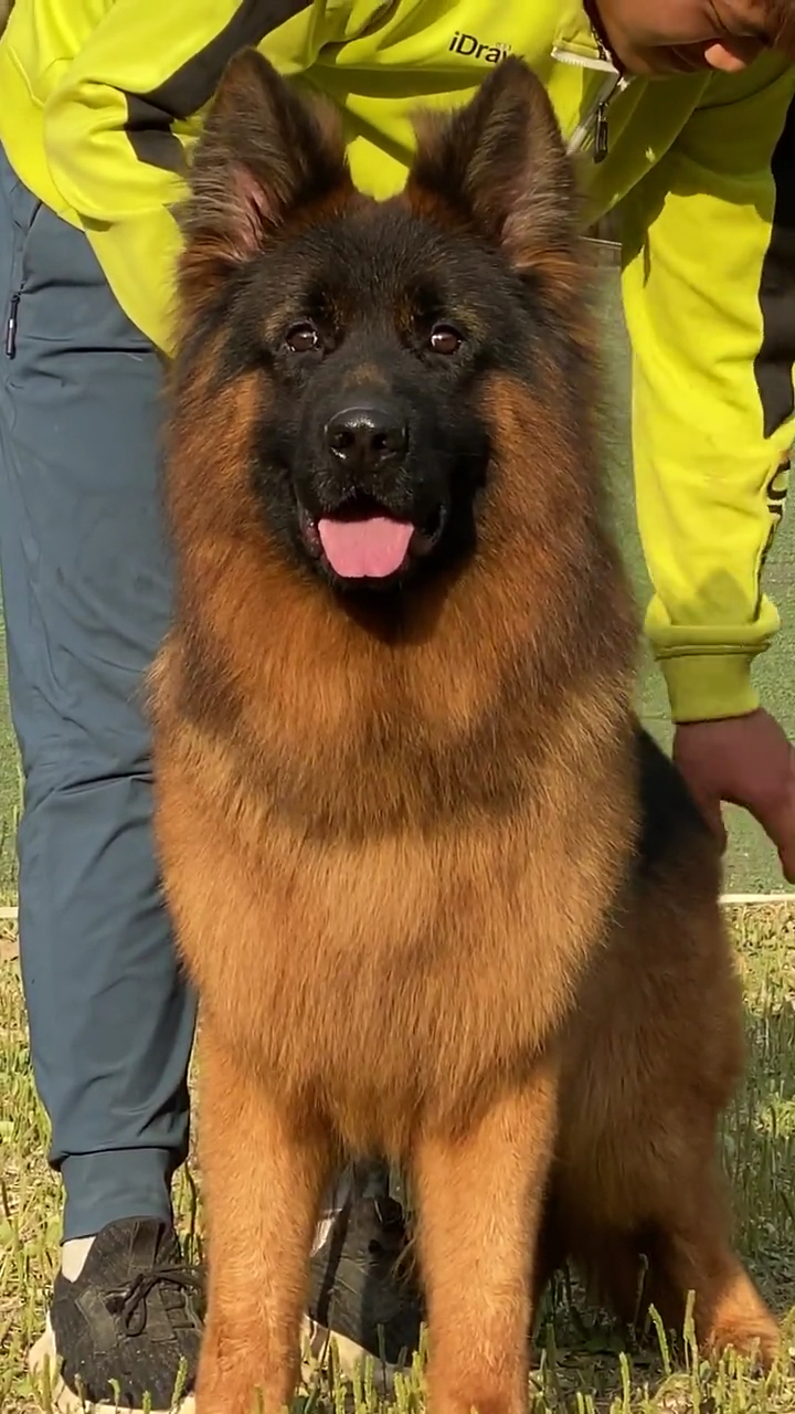 德国牧羊犬#冠军犬雷欧.