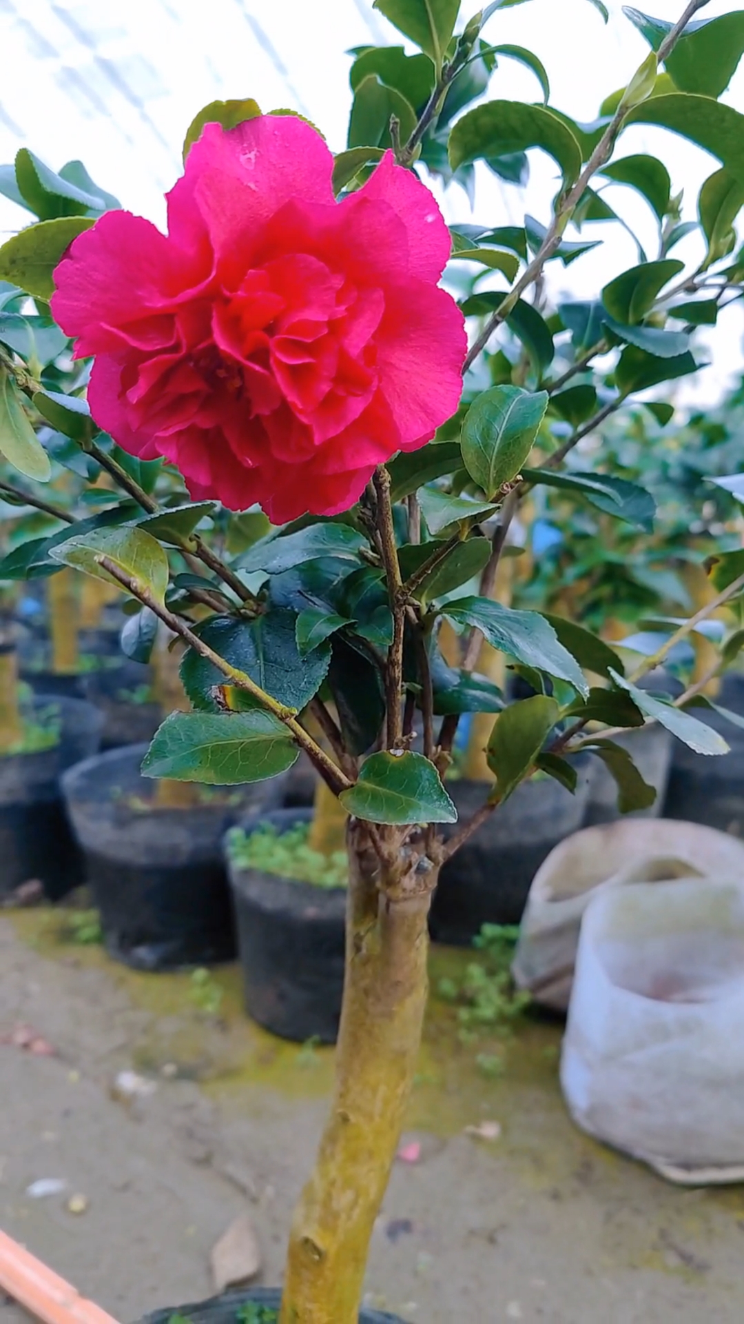 茶梅财神浓香型