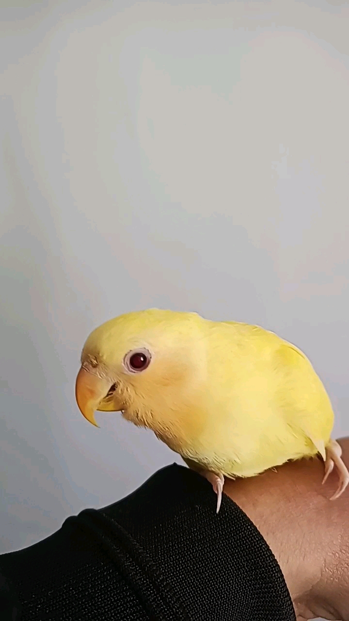 牡丹鹦鹉#手养黄金面!