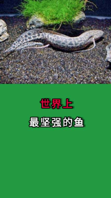 寻找1000位科普达人#世界上最坚强的鱼