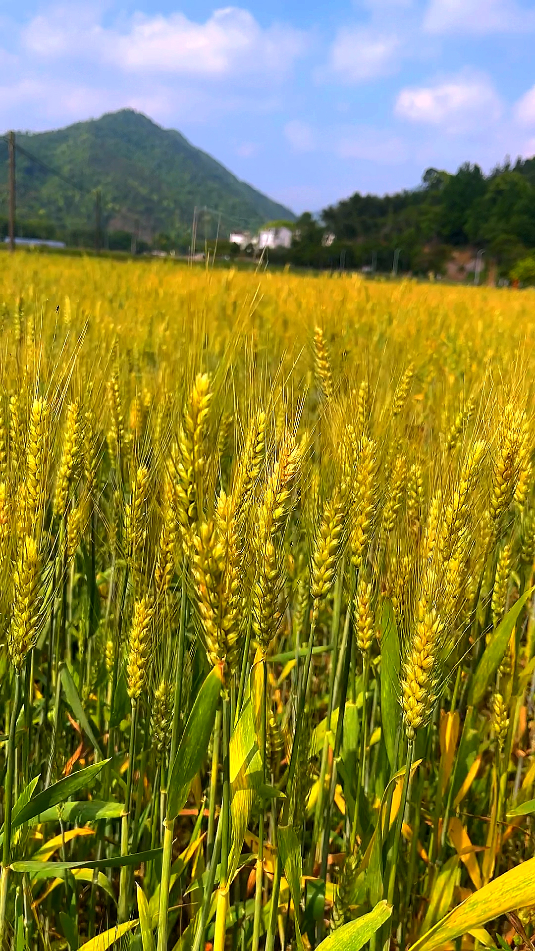 马上又要收麦子了,小时候的麦芒假已经取消,田间地头也没有两毛一块的