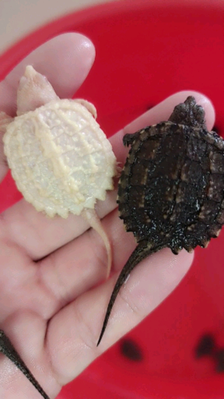 你好,夏天#白化鳄龟苗,黑白两色