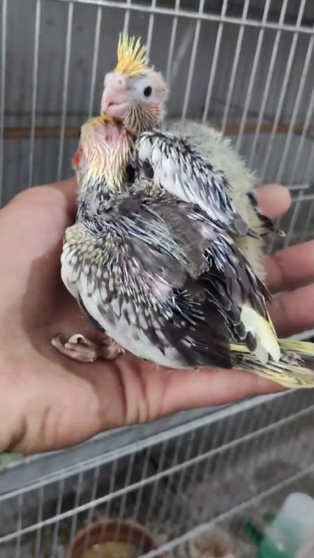 金头珍珠派特玄凤喜欢的朋友来-全民小视频