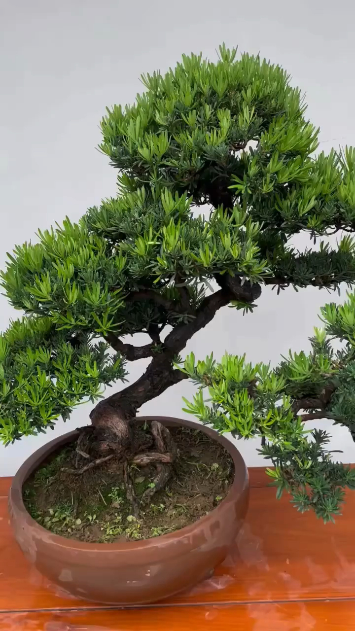 一颗灵动十足的雀舌罗汉松,叶子控的很小.-度小视