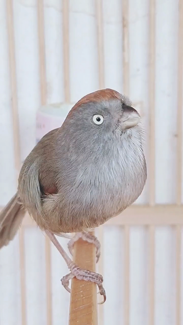 黃騰鳥叫聲紅哥黃騰鳥食這黃騰鳥叫的真好聽