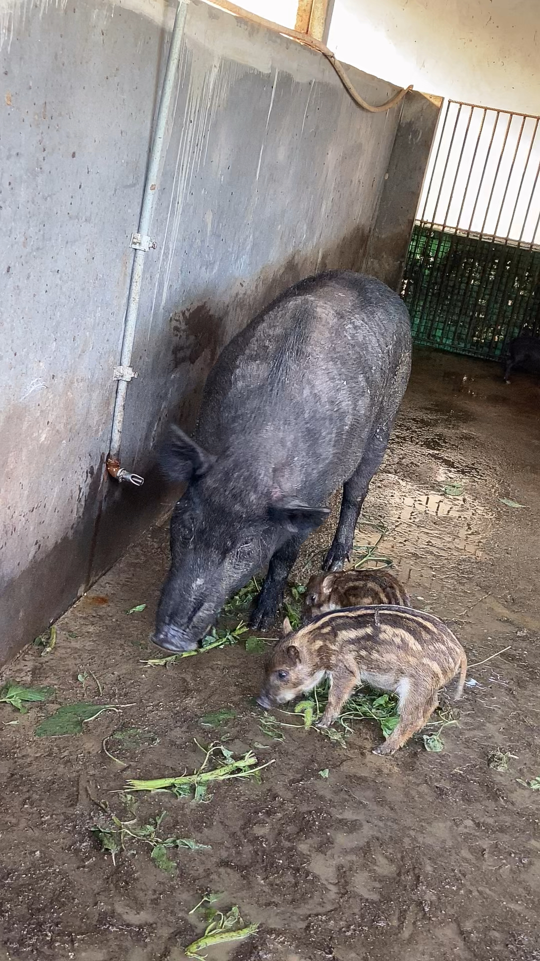 供应野猪苗成年野猪纯种野猪活体野猪仔养殖