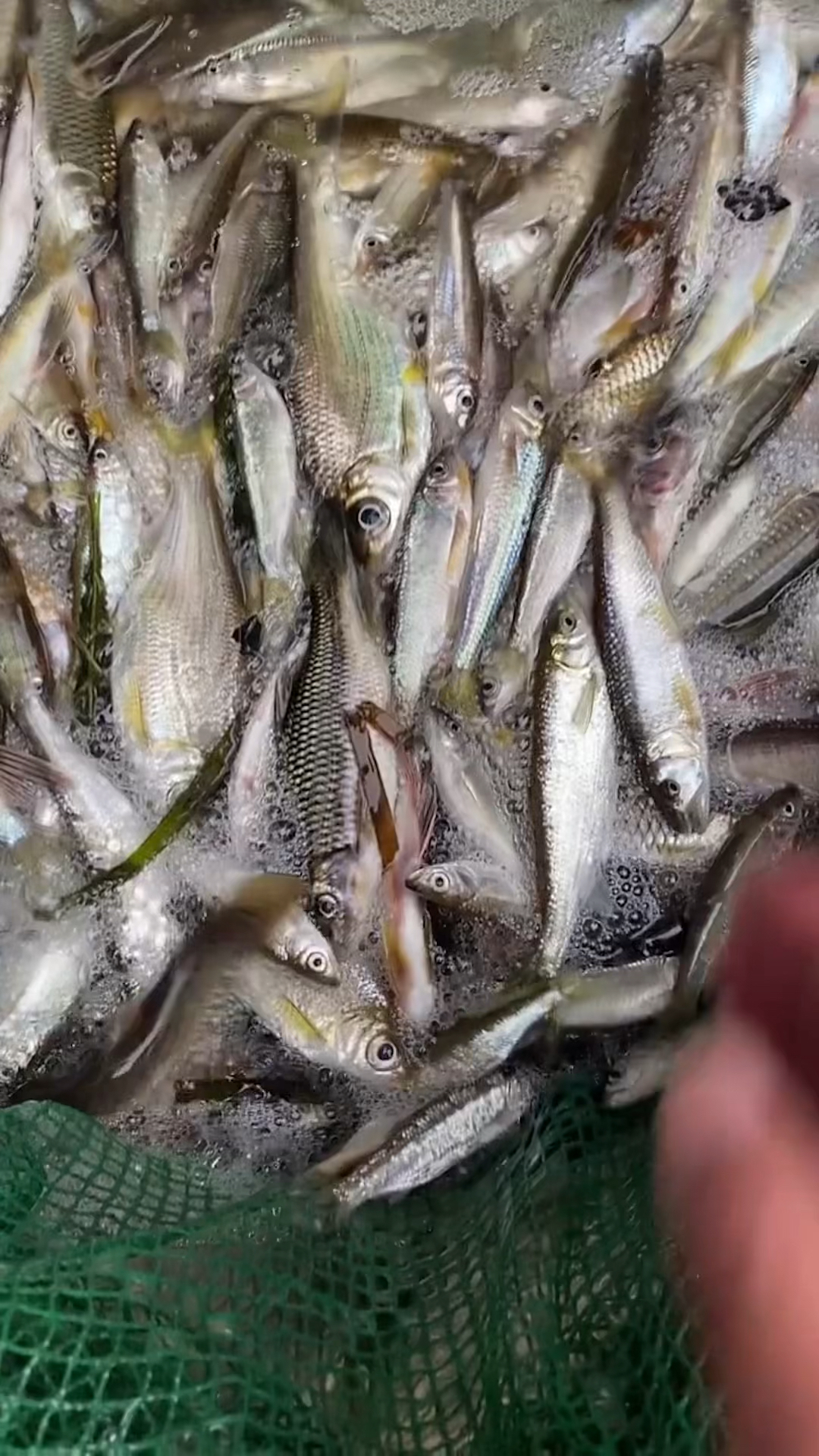 原生态清水鱼不放油不放盐去烘干的鱼干你吃过吗