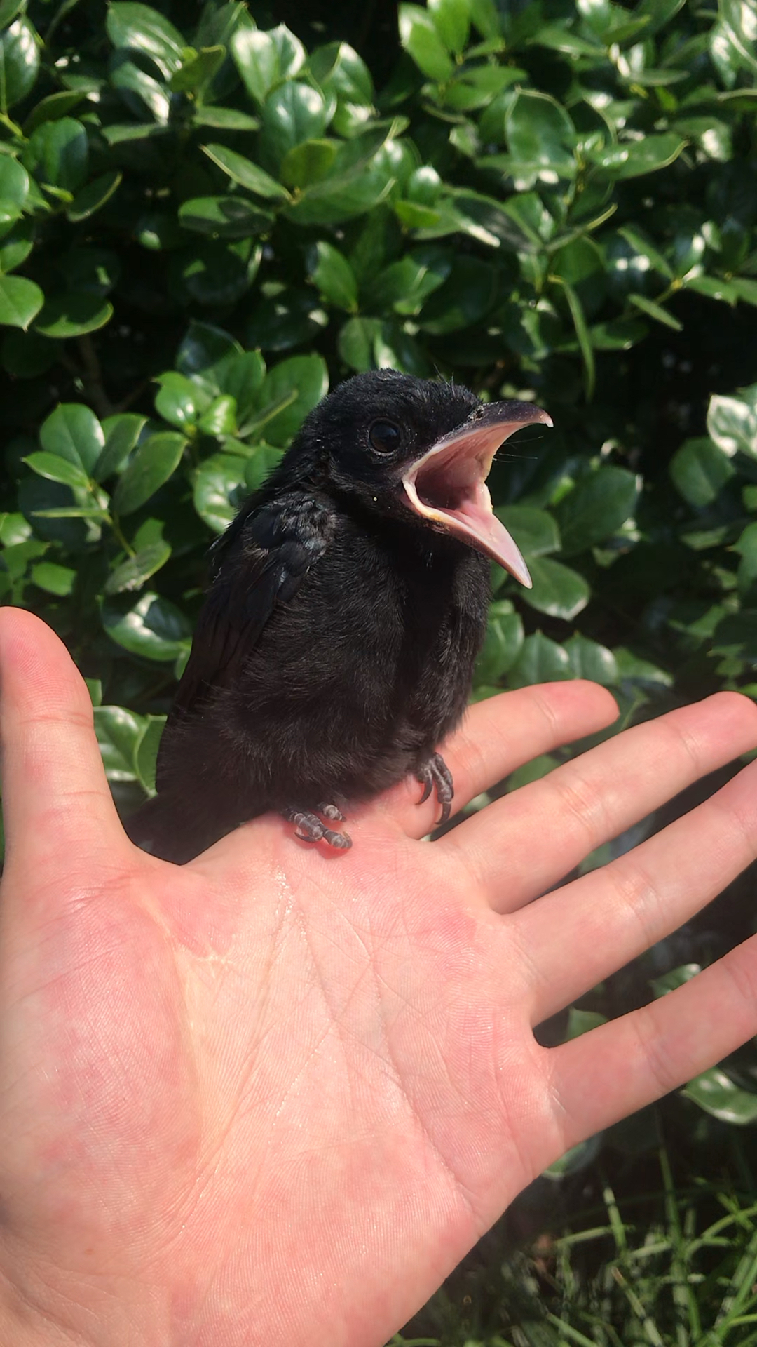捡到一只小黑鸟有没有认识的!