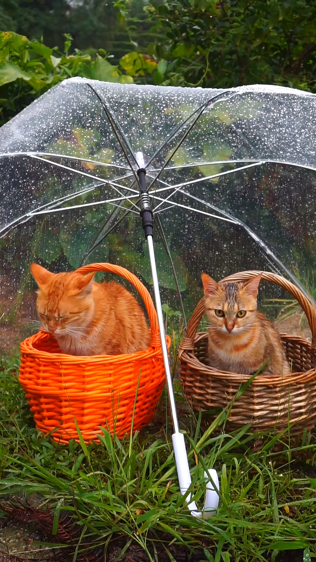 音为有你#玉米:和粑粑一起雨伞下躲雨