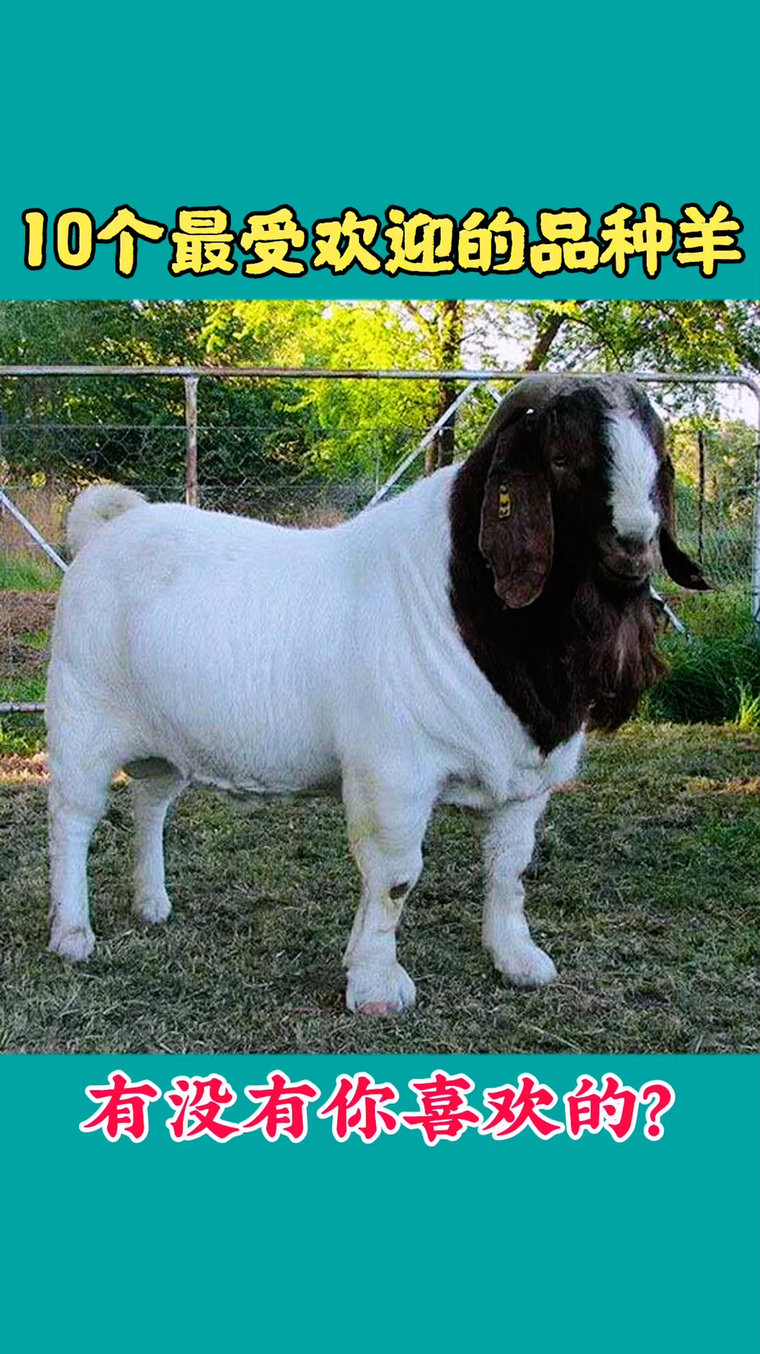 农村养羊人10个最受欢迎的品种羊来看看有你喜欢的吗