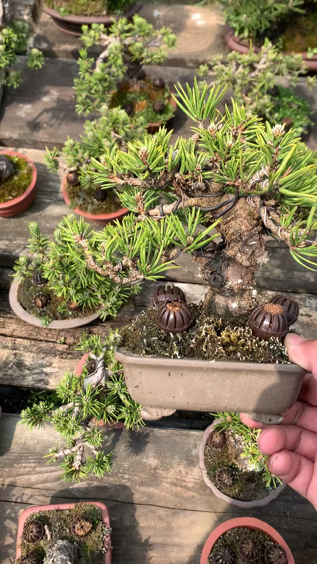 矮霸松树,稀有品种寸稍