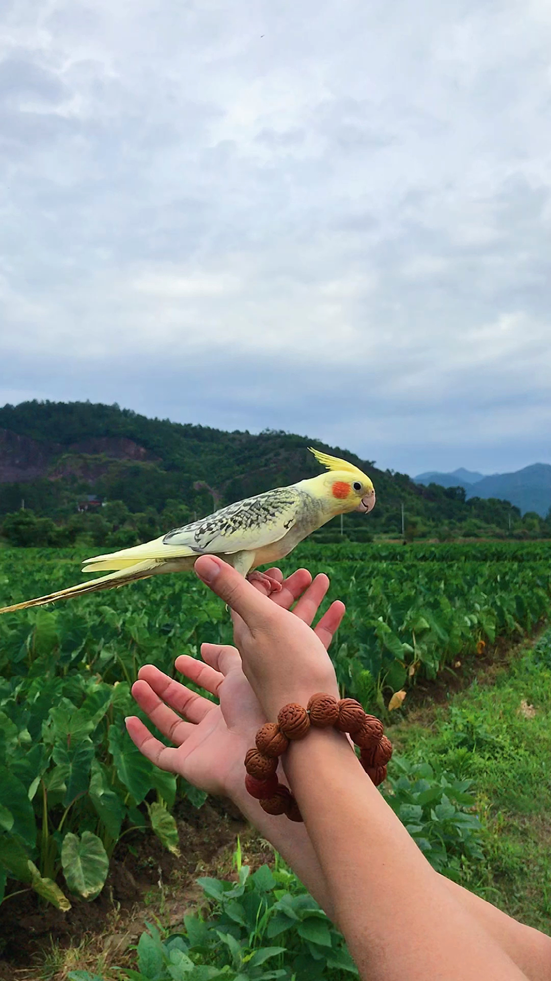 玄风鹦鹉从小养的可以吹口哨学说话还可以拿出来飞