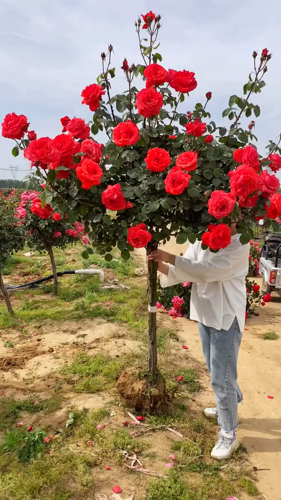树桩月季系列,大花国月