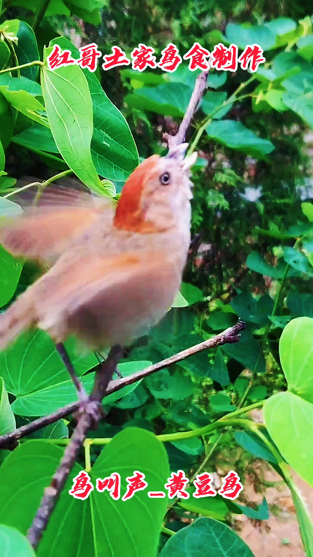 黃豆鳥#鳥叫聲大全之黃豆鳥叫